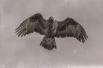 Golden Eagle at Devil's Lake State Park