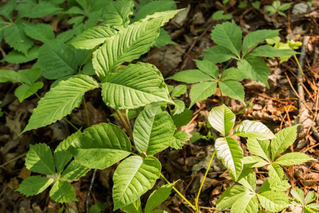 Is This Poison Ivy? - Devil's Lake State Park Area Visitor's Guide ...