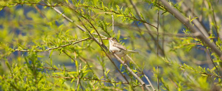 Birds of Devil's Lake State Park