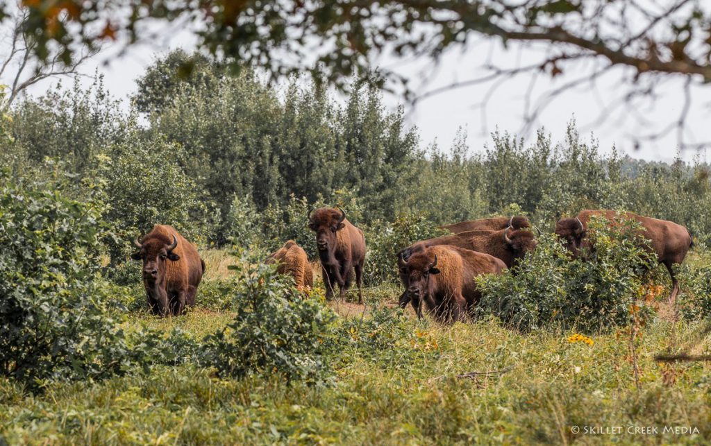 Sandhill Wildlife Area - Devil's Lake State Park Area Visitor's Guide ...