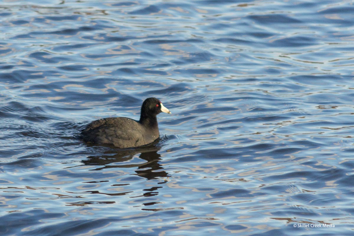 Madison Audubon Goose Pond Sanctuary - Devil's Lake State Park Area ...