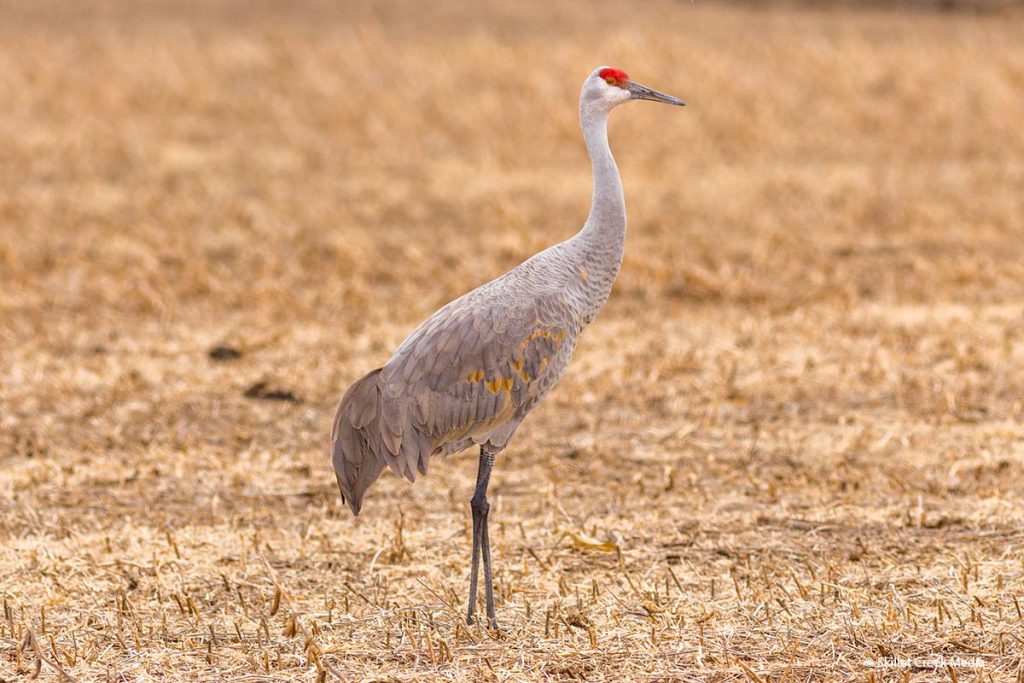Side trip on way to viewing sandhill cranes: The whimsy of Gabis Arboretum  - Chicago Sun-Times