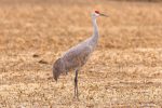 Sandhill Crane
