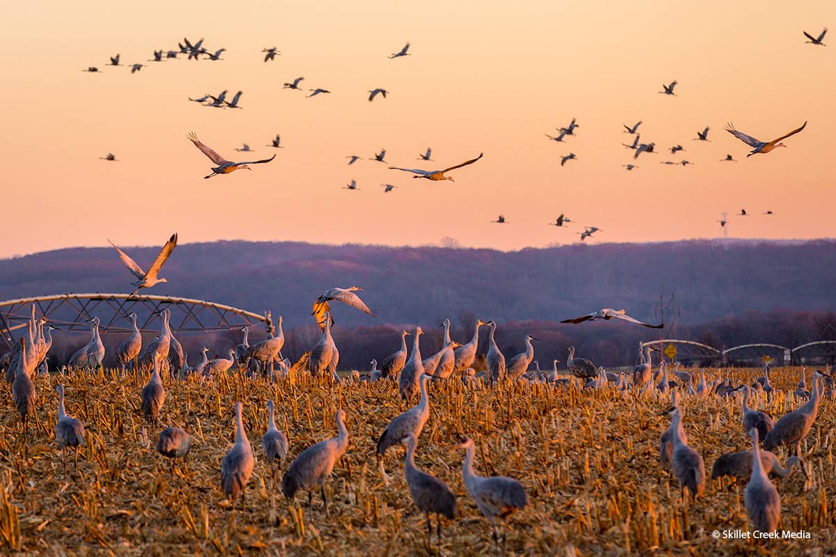 Sandhill cranes congregate along the Wisconsin River in the fall