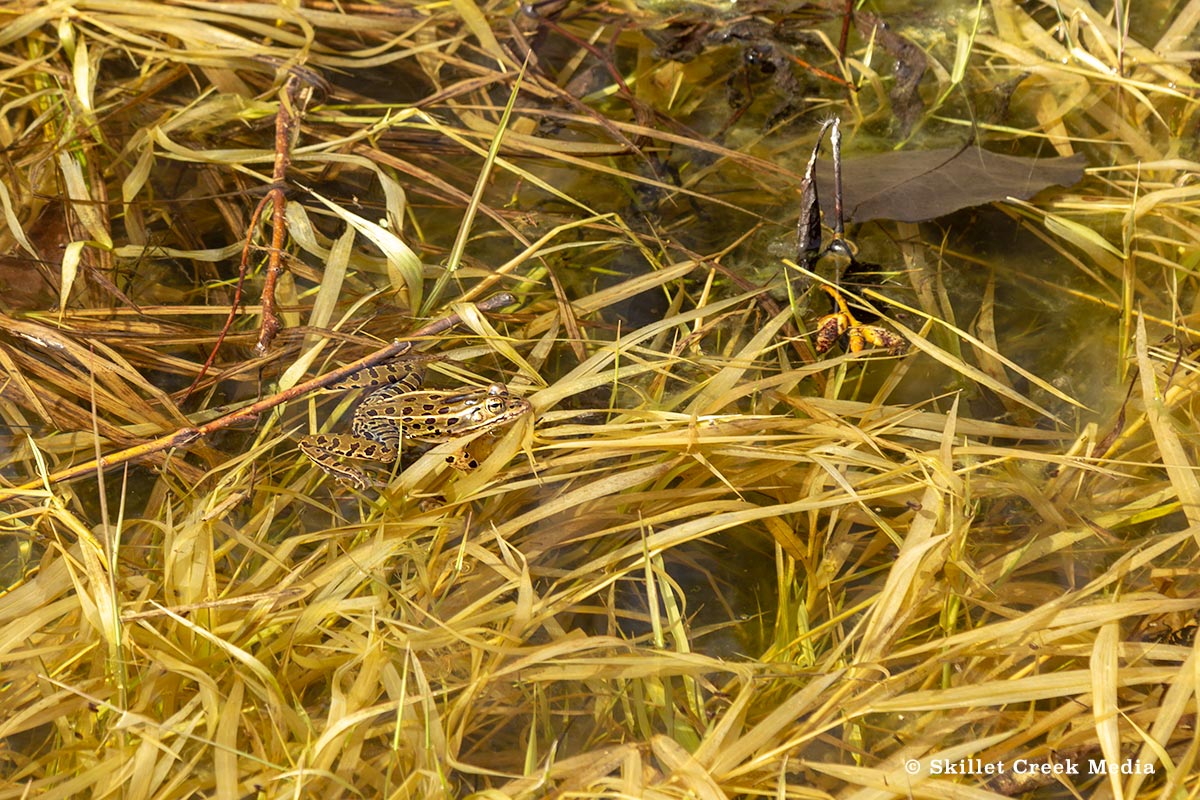 Wisconsin Spring Frogs The Din of the Spring Frogs - Devil's Lake State Park Area Visitor's ...