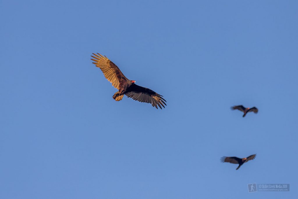 Turkey Vultures at Devil's Lake State Park 2019