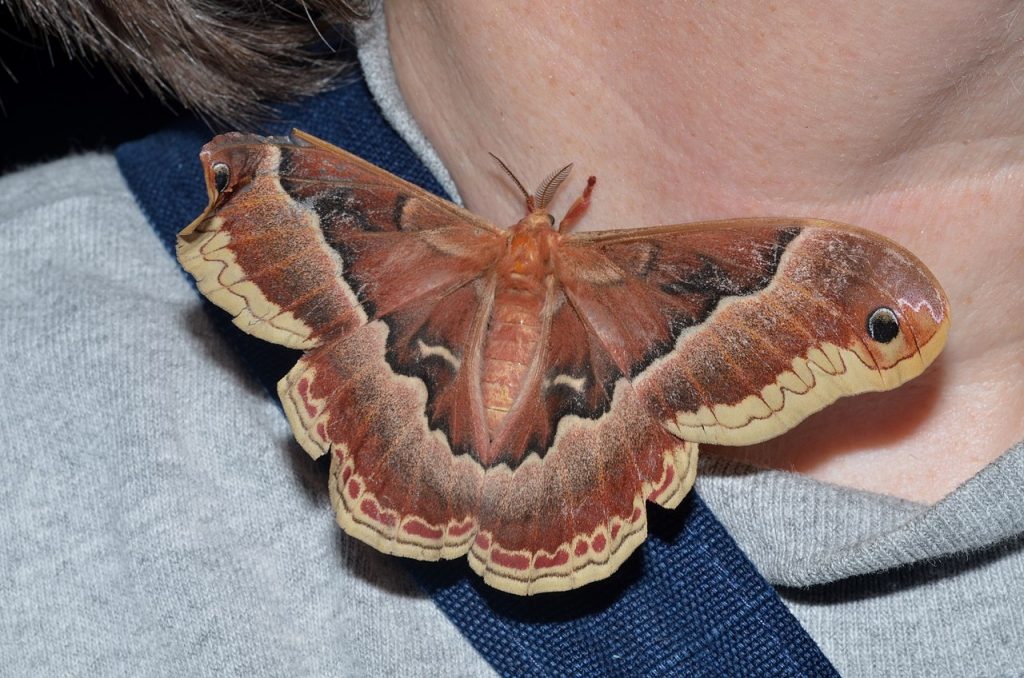 Its A Promethea Moth Devils Lake State Park Area Visitors Guide