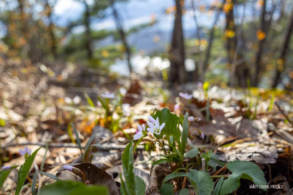 Spring Beauties on the East Bluff