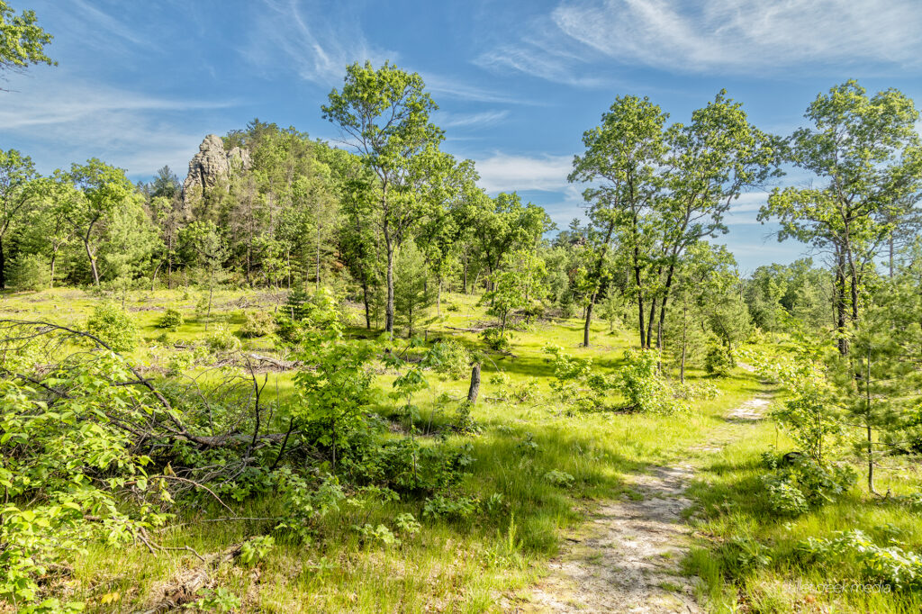 Camel Bluff trail, Mill Bluff State Park.