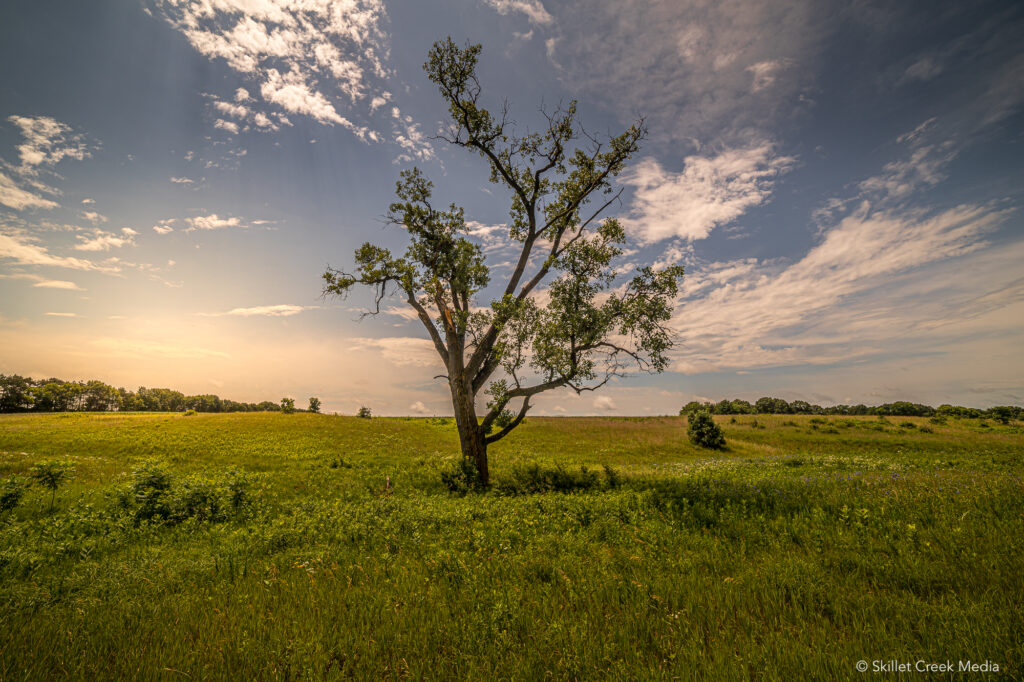 Schluckebier Sand Prairie