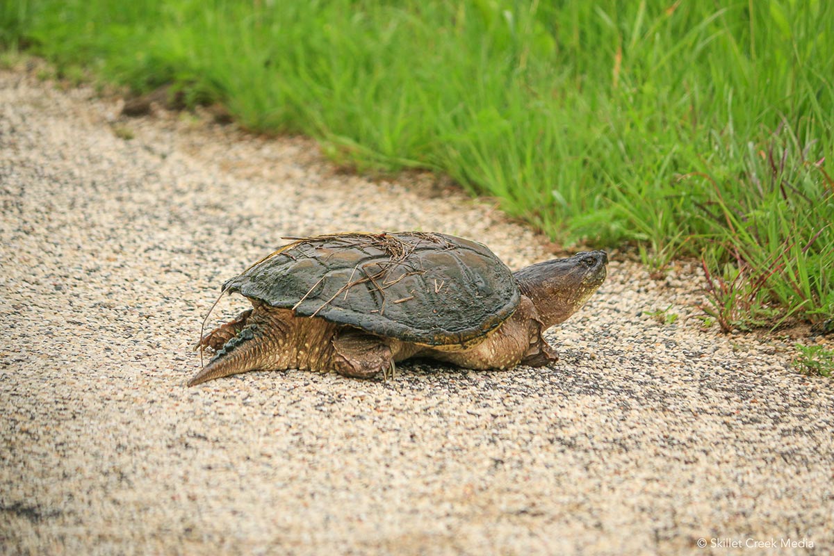 Turtle Crossing Road