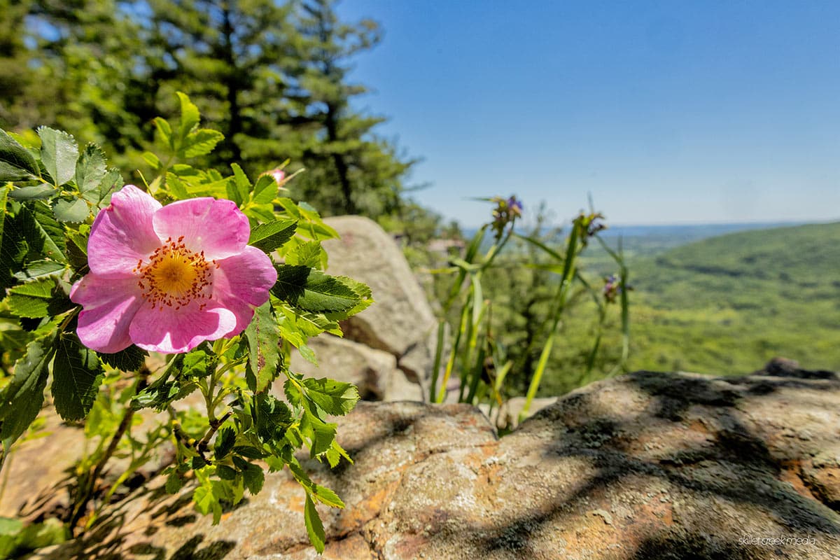 Wild Rose, East Bluff, Devil's Lake State Park