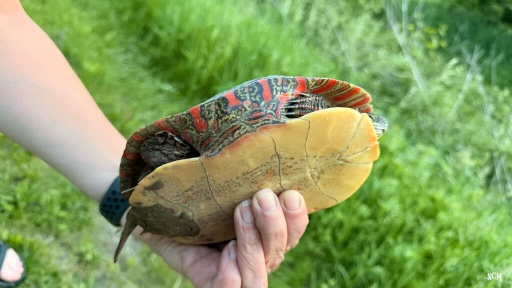 Turtles Crossing Roads in Wisconsin: How to Help Safely- Devil's