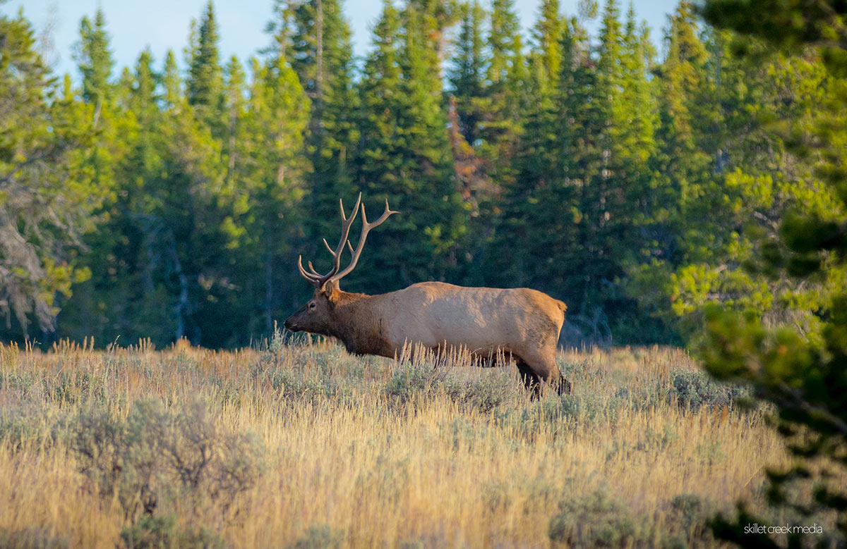 Elk