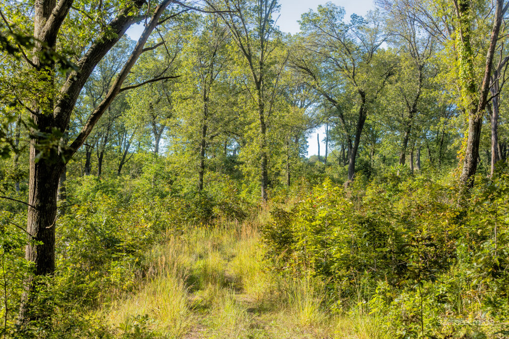 Dekorra Wildlife Area. 