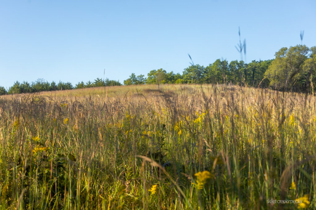 Dekorra Wildlife Area Hilltop Prairie