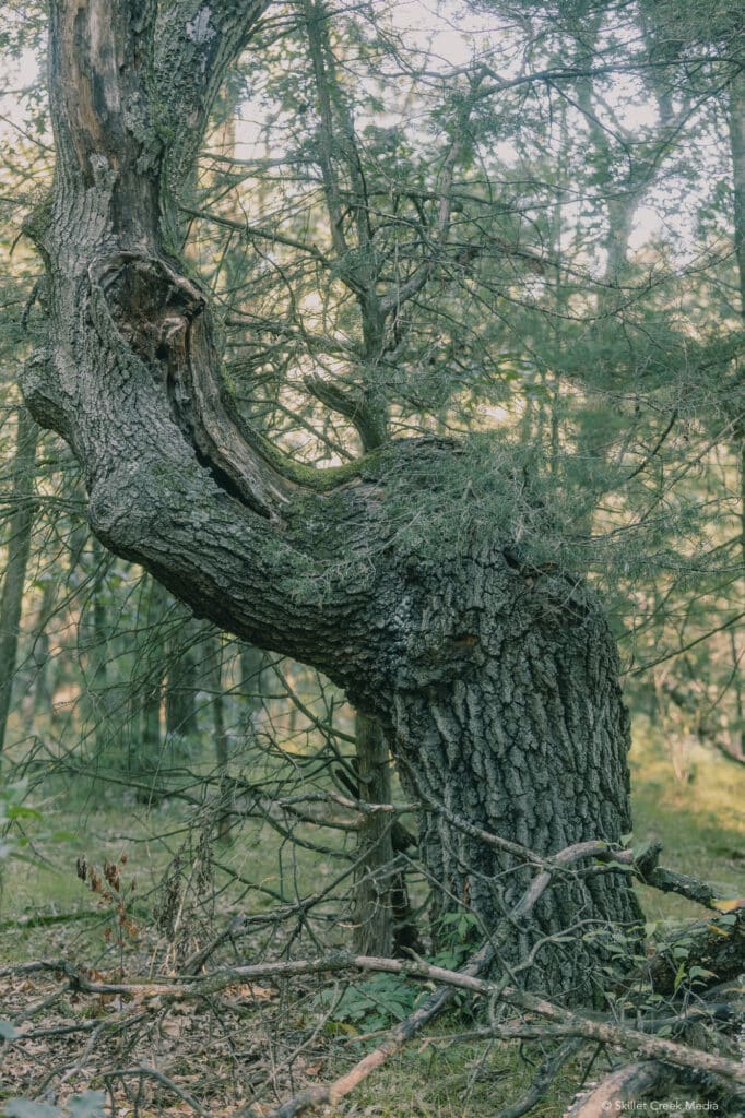 Historic marker Tree?