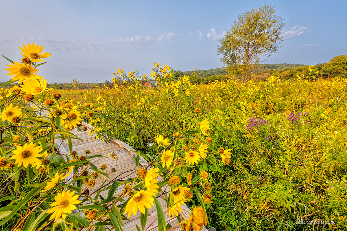 Prairie Flowers, Merrimac Prairie