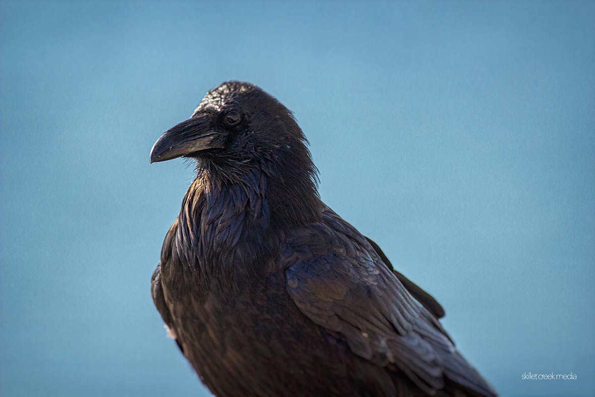 Raven (Yellowstone National Park)