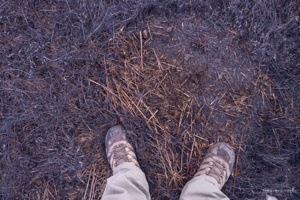 Many smaller creatures simply burrow underground or take shelter under logs, where the soil stays cool as the fire moves over