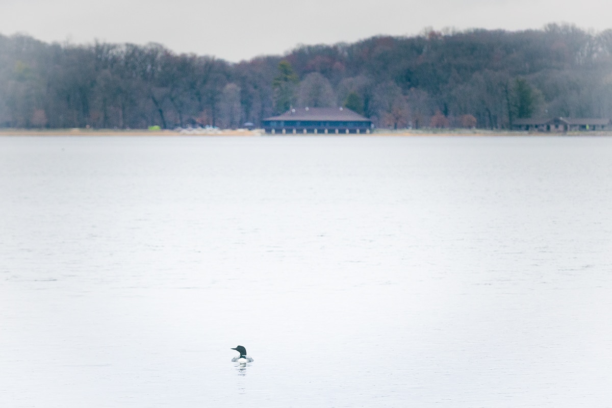 Loon on Devil's Lake State Park in Wisconsin