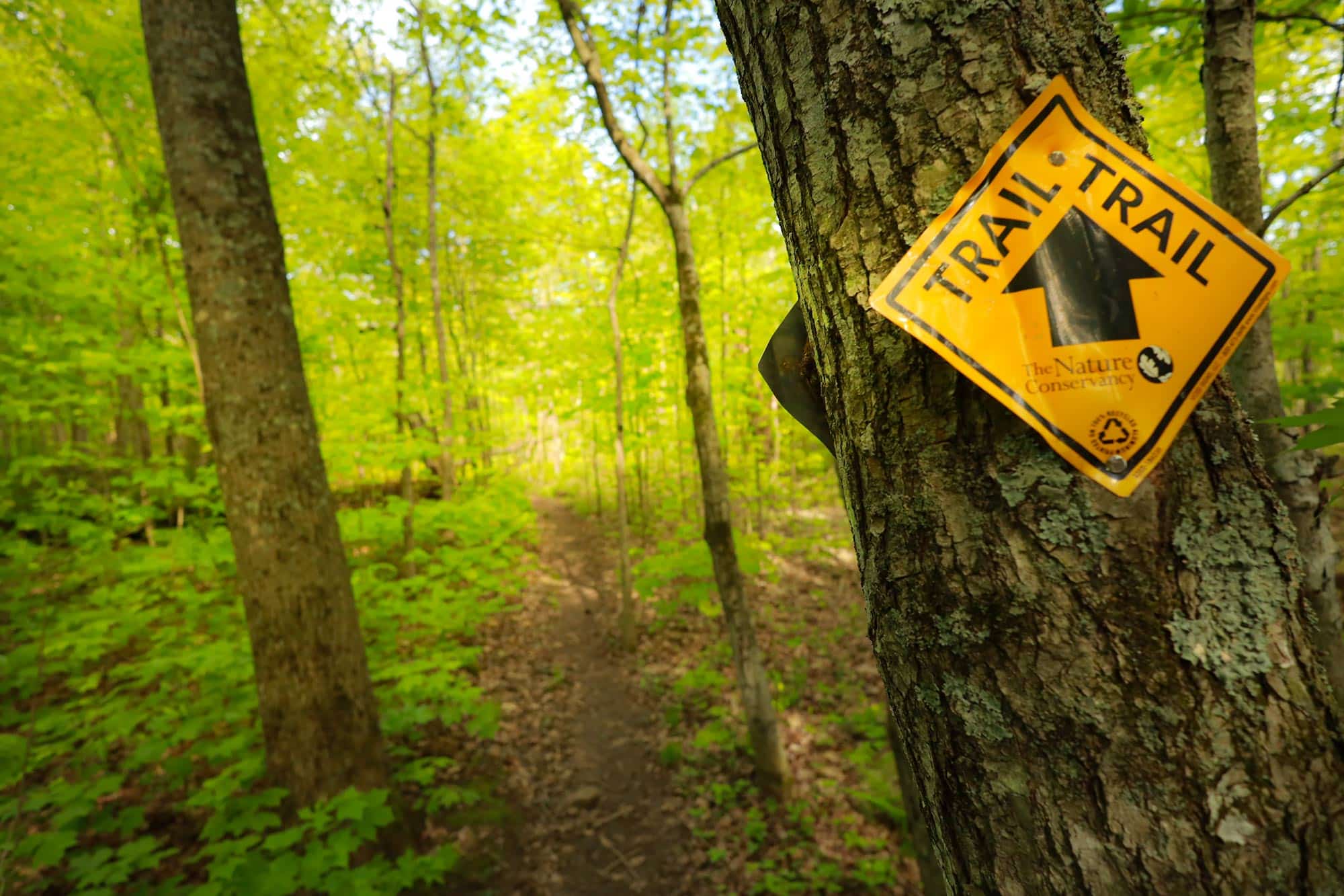 Wooded trail through Baxter's Hollow
