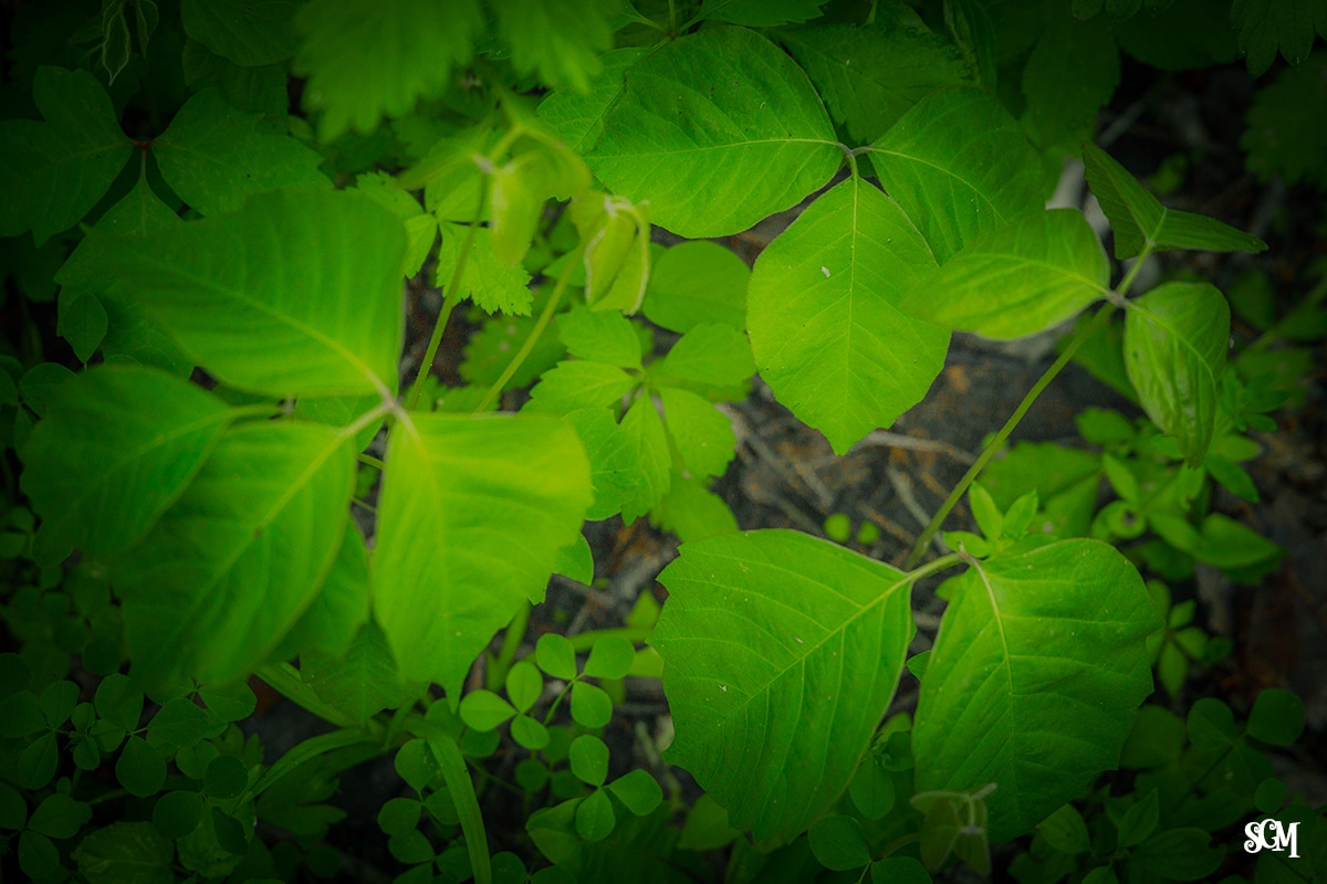 Poison-Ivy Devil's Lake State Park