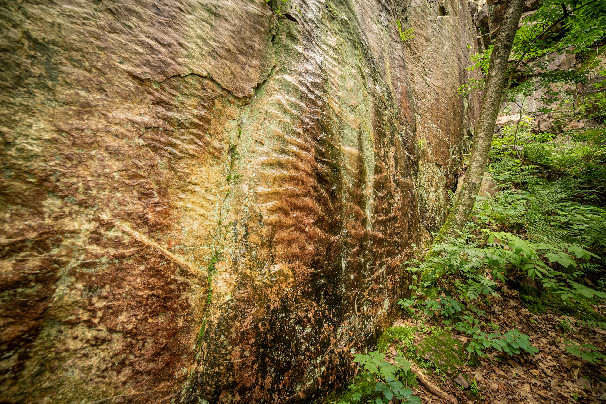 Ripple marks in Precambrian quartzite at Ableman's Gorge, once the floor of an ancient sea