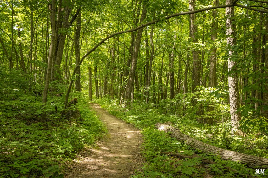 June on the Uplands Trail - Devil's Lake State Park