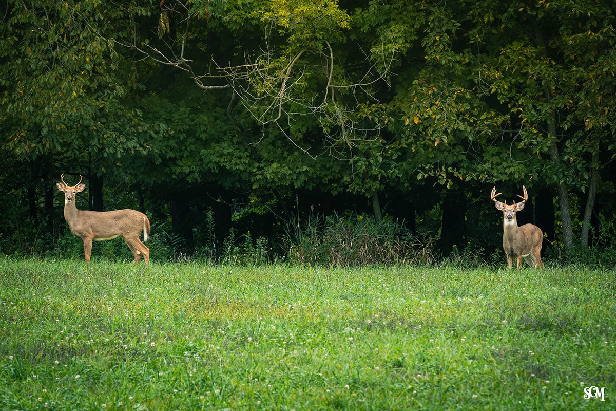 Whitetail Deer in the Baraboo Hills of Wisconsin