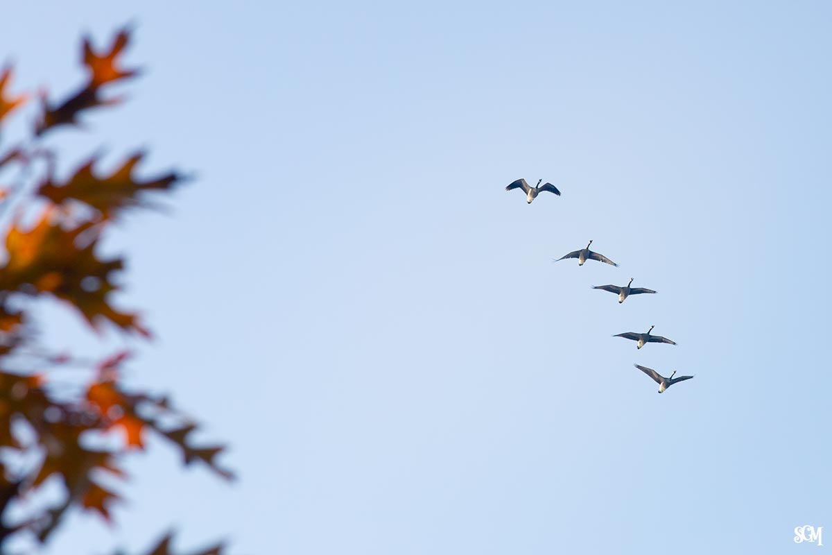 Canada Geese, Devil's Lake State Park
