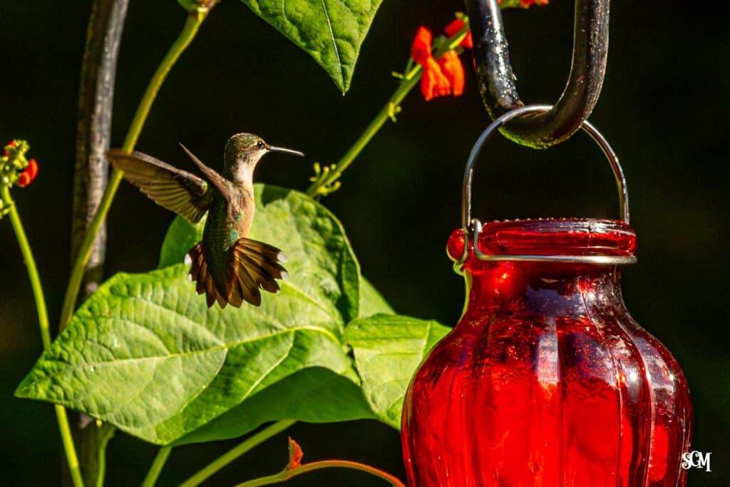 Hummingbird in Wisconsin