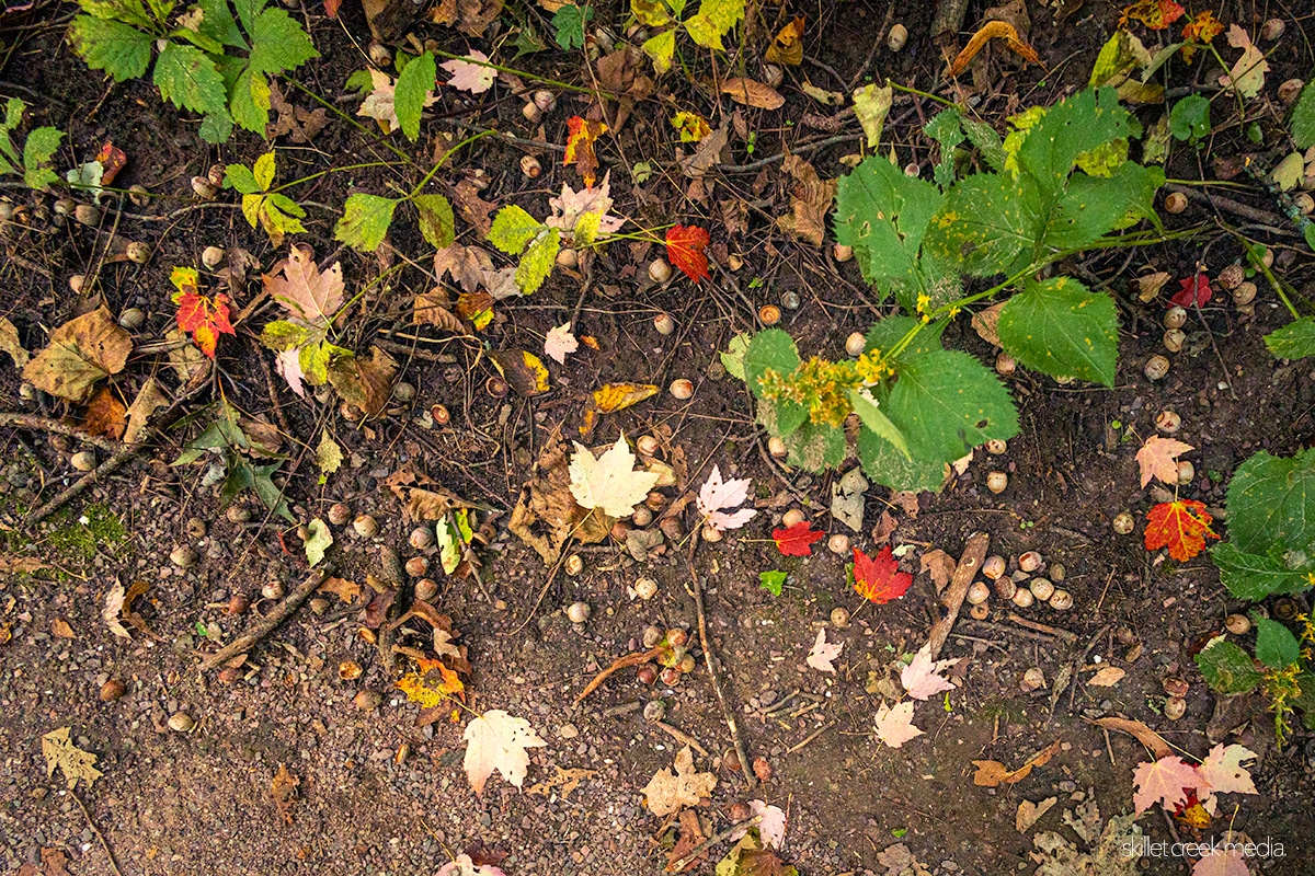 Mast Year Acorns, Devil's Lake State Park