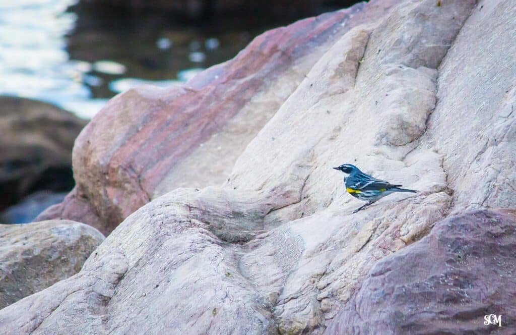 Yellow-rumped warbler, Devil's Lake State Park