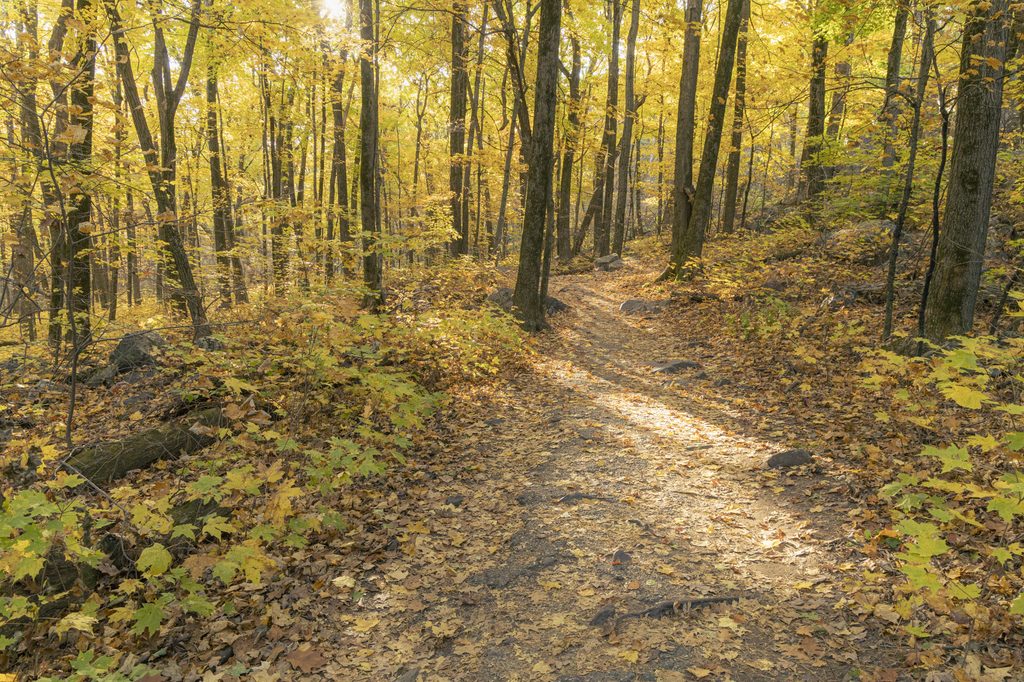 East Bluff Trail